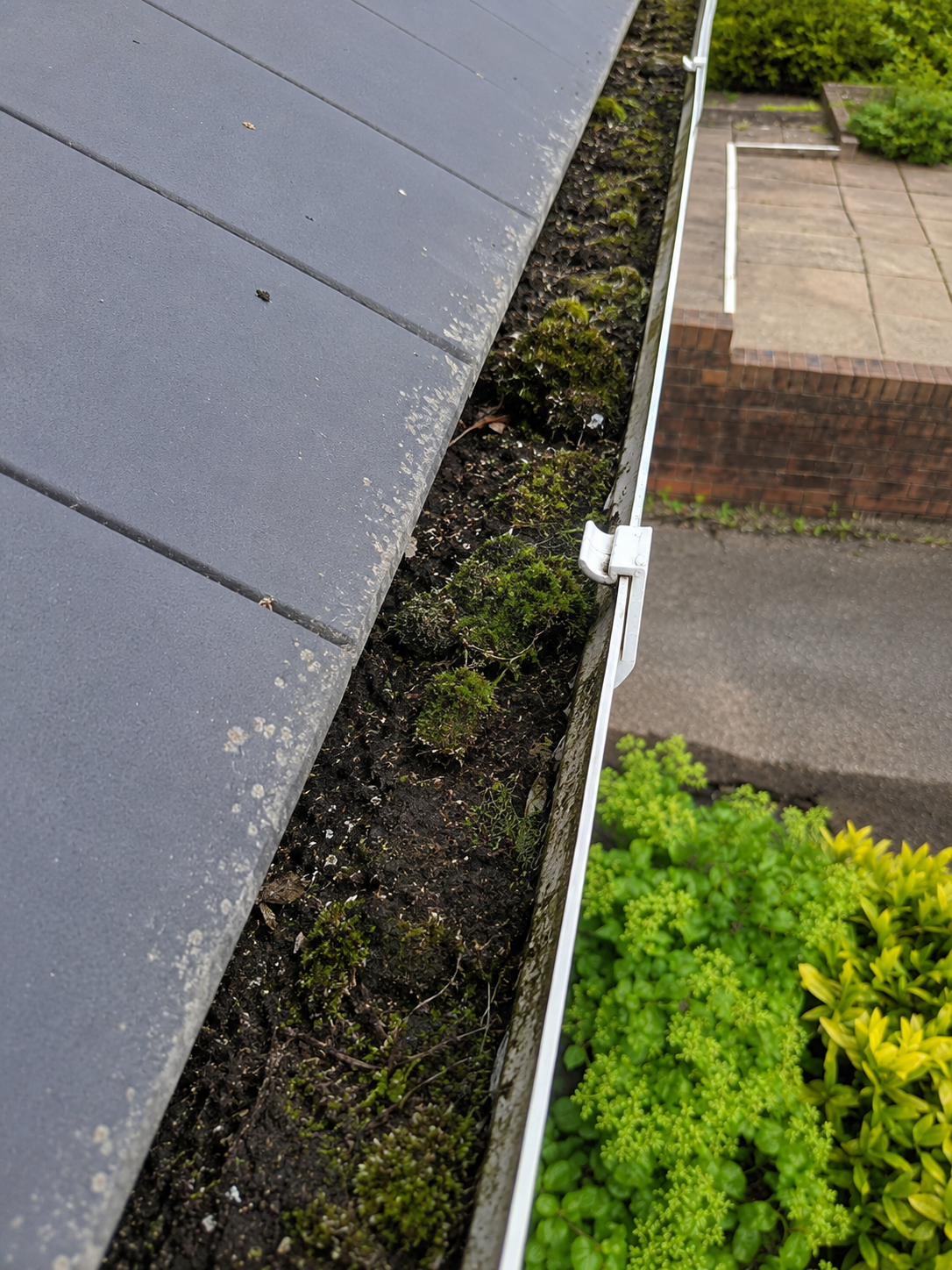 Summer gutter debris Birmingham — seed matter and moss in gutter channel before professional cleaning Wow Gutters Ltd